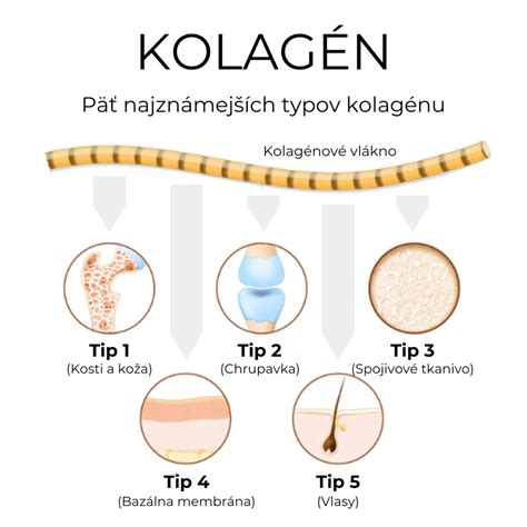 Kolagén v tele človeka