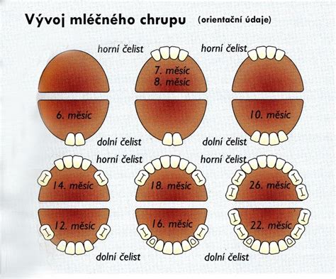 vývoj mliečneho chrupu