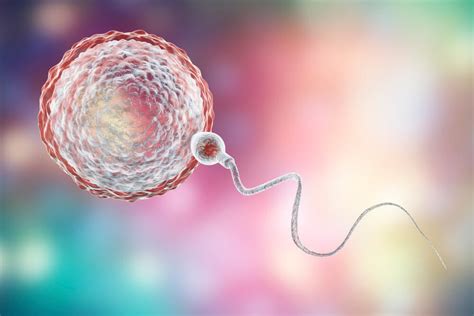 Ženské vajíčko a spermia