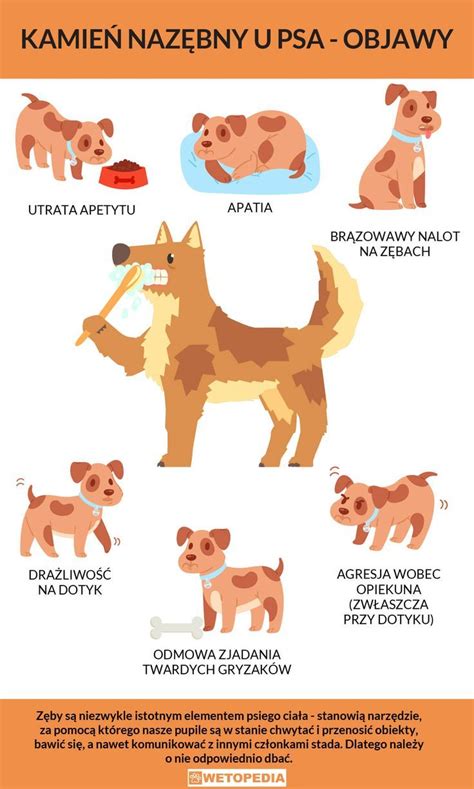 Infografika: Fázy gravidity psa