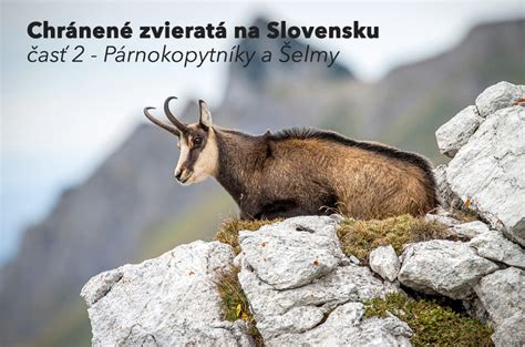 Registrácia živnosti na Slovensku