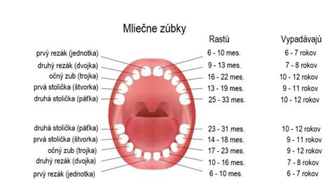 ilustrácia rastúcich zúbkov u bábätka