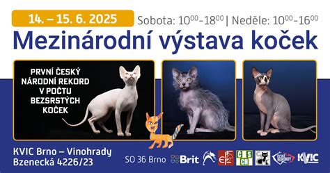 Šteňa pripravené na výstavu