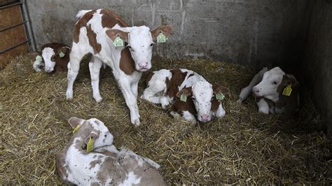 Ilustračná fotografia farmára kontrolujúceho dobytok