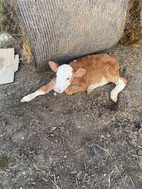 Schéma správnej starostlivosti o novonarodené teľa