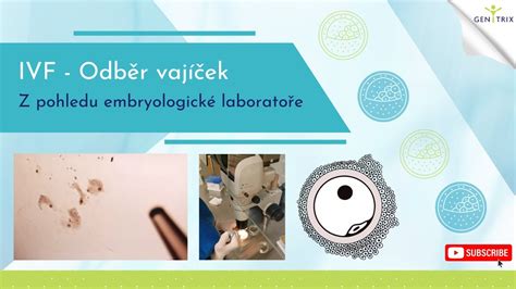 Odběr vajíček při IVF