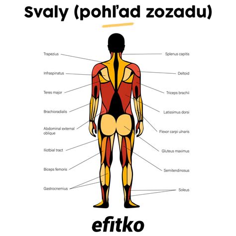 Schematické znázornenie svalov tela
