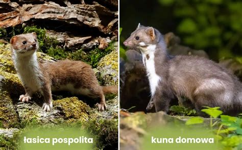 Porovnanie náprsienok kuny skalnej a lesnej