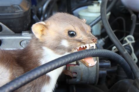 Ilustrácia kuny v kurníku