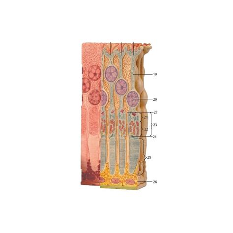 Štruktúra ľudského hormonálneho systému