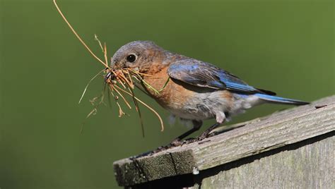 Ilustrácia králika stavajúceho si hniezdo