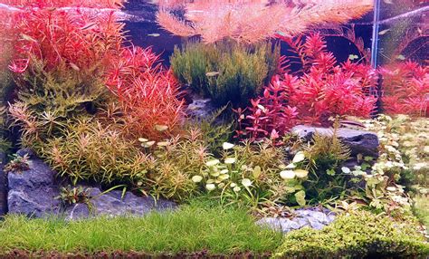 Husté akváriové rastliny poskytujú úkryt pre poter