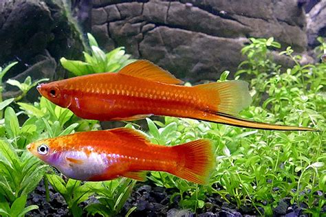 Živorodky - mečovky