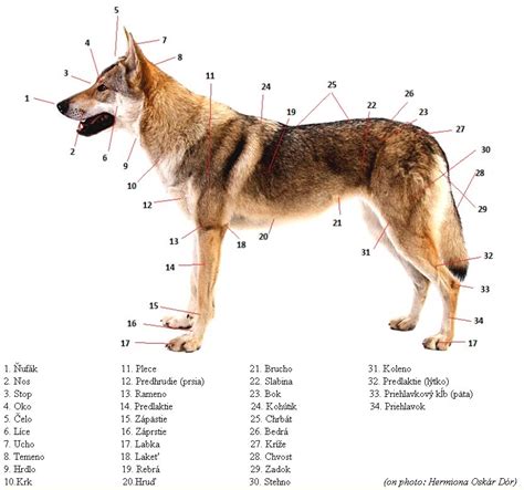 Štandard plemena psa