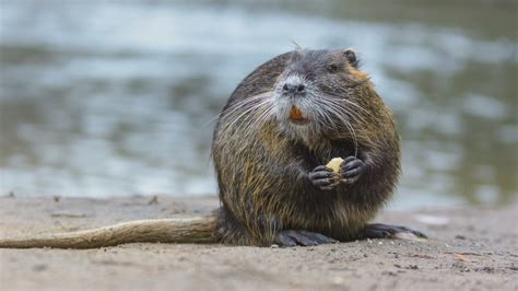 Nutria s albinizmom