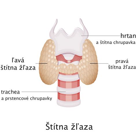 Anatómia štítnej žľazy
