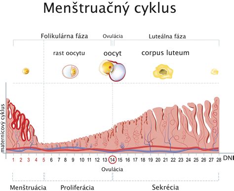 Grafické znázornenie vplyvu hypotyreózy na menštruačný cyklus