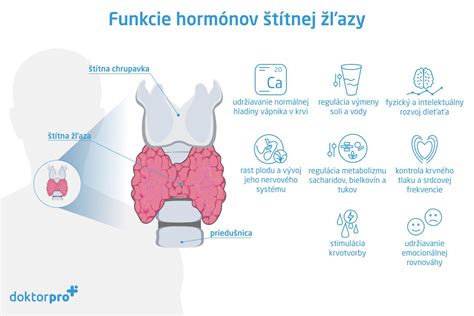 Anatomická kresba štítnej žľazy