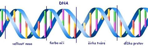 Ilustrácia DNA reťazca v kontexte prenatálnej diagnostiky