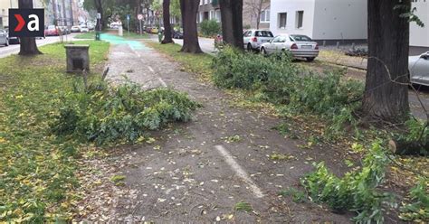 strom padajúci na ľudí