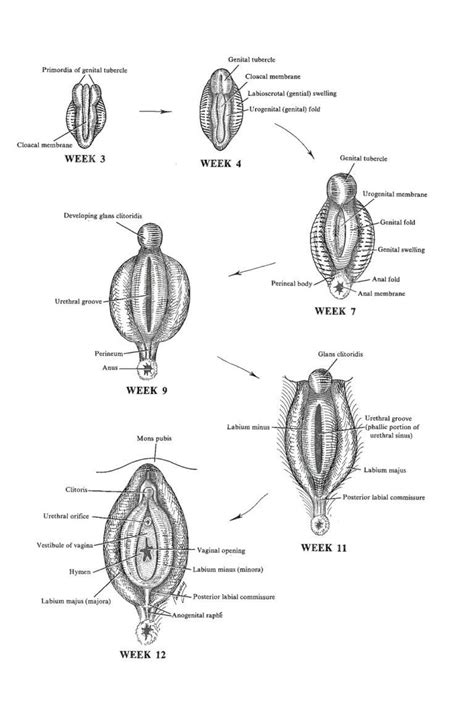 Schéma zrastu pyskov ohanbia (synechia vulvae)