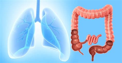 Infografika znázorňujúca proces trávenia v zdravom a narušenom čreve