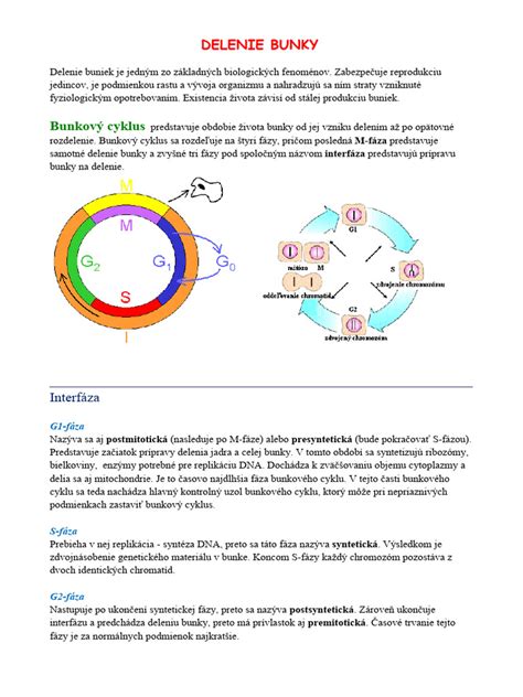 Schéma delenia buniek a vplyv chemoterapie