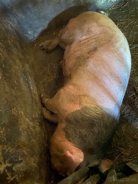 Kanec stimulujúci prasničku