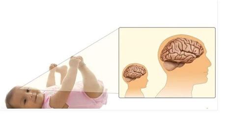 Vývoj mozgu dieťaťa v prvých rokoch života