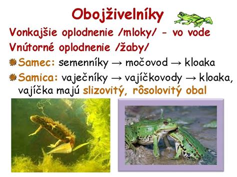 Oplodnenie žiab vo vode