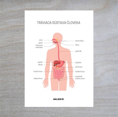 Reprodukčné orgány mloka