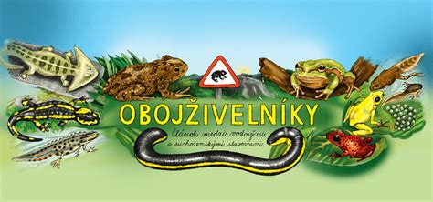 Prehľad tried obojživelníkov: Žaby, mloky a červone