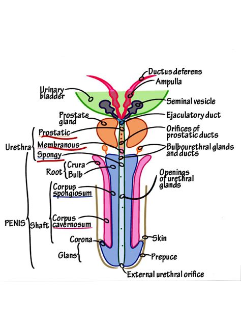 Schema anatomie penisu s vyznačenou předkožkou a žaludem