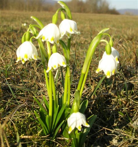 Bleduľa jarná karpatská