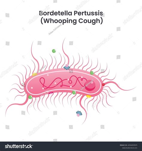 Ilustrácia baktérie Bordetella pertussis