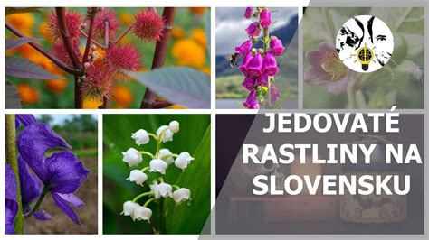 Obrázok rastliny čistec