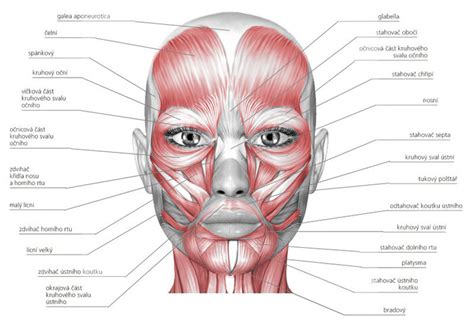 Anatomia svalov tváre a úst