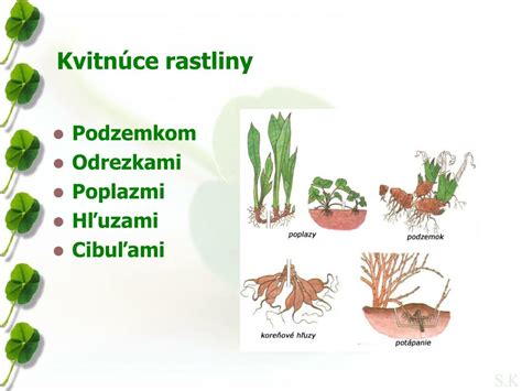 Špecializované orgány pre nepohlavné rozmnožovanie rastlín