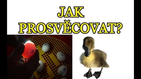 Proces presvecovania vajec