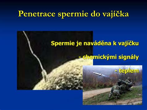 porovnanie veľkosti spermie a vajíčka