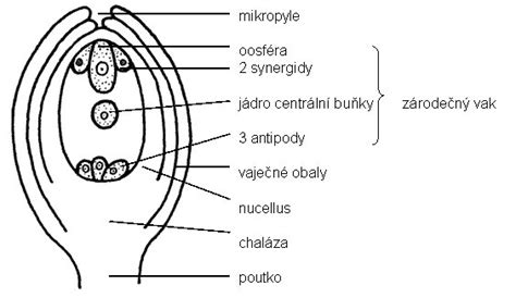 schéma oplodnenia vajíčka spermiou