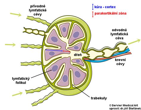 Schéma uhniezdenia blastocysty v maternici