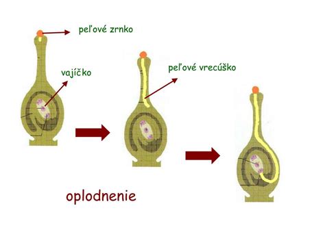 Schéma opelenia a oplodnenia rastlín