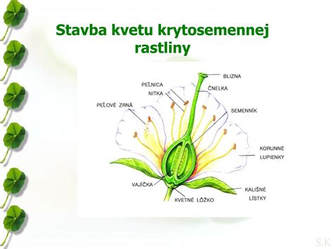 Stavba kvetu krytosemennej rastliny