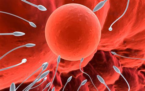 Cesta vajíčka a spermie