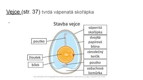 Schematické znázornenie stavby vajíčka a piestika