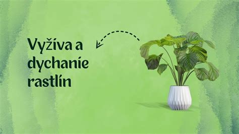 Schéma rastu rastliny