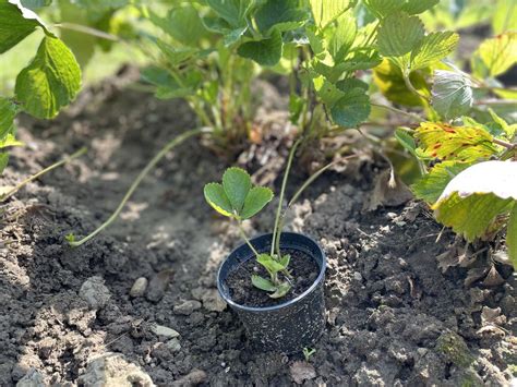 Vegetatívne rozmnožovanie jahody pomocou poplazov