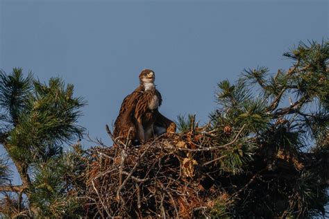 Porovnanie orla skalného a orla kráľovského