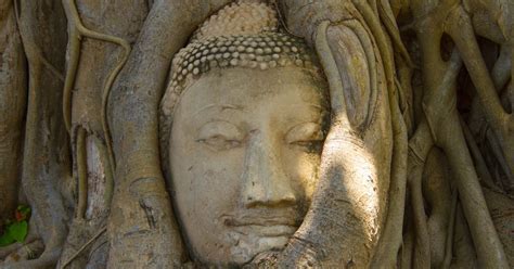 Obrázok stromu s placentou v koreňoch